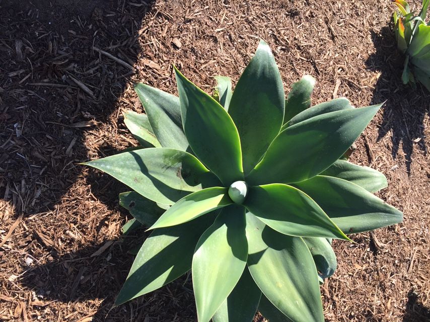 Agave Plant $10