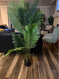 House plant