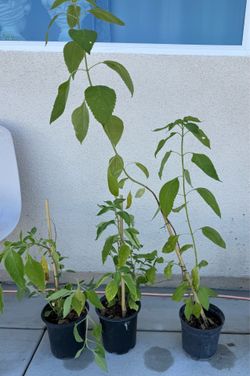 Tall Fresh Basil Plants (Potted) - Great for Tea & Cooking