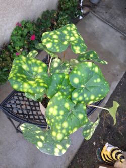 Farfugoum Japonicum Aureomaculatum Plant $35