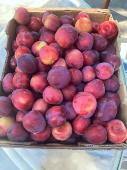 Fresh Plums!