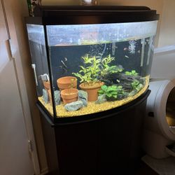 36 gallon bow front tank with stand and aquatic life