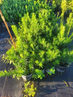 Podocarpus Privacy Plant 3 g full size