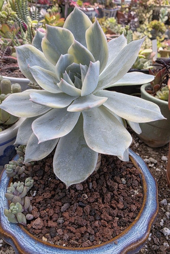 Echeveria Variegated Moon Fairy Pick Up In Up