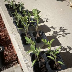 Tomato Plants