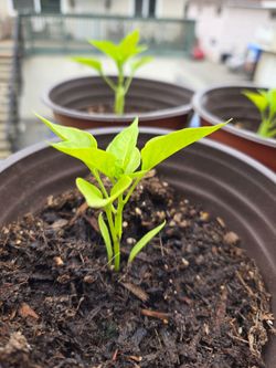 Plants