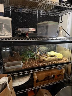 Nile monitor reptile tank