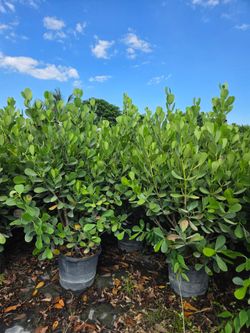 huge clusias About 7 feet tall  Instant  privacy Hedge for fence