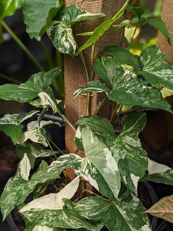 Rare White Knight Albo Variegata Arrowhead Plant / House Plant/ Indoor Plant Flower Patio Garden