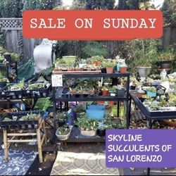 PLANT AND SUCCULENT SALE ALL THIS WEEK IN SAN LORENZO ☆☆ 3 FOR $10