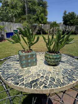 two Succulent Combo