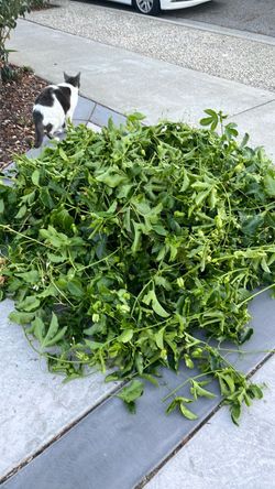 passion fruit cutting
