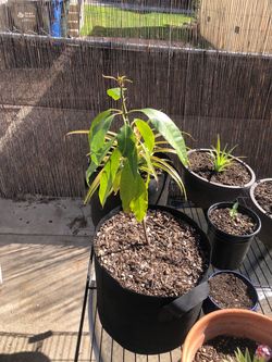 Mango tree