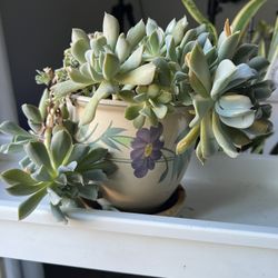 Hot Pink Flowering Green Cactus Succulent + Pot