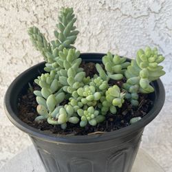 1 Gallon Pot Succulent Plant- Sedum Morganianum - Burrito Donkey's Tail - Rooted & Established - Drought Resistant - 🪴