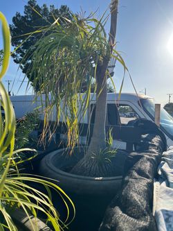 2 Ponytal palms 1 Bottle Brush tree Free