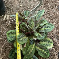 Red Prayer Plant, 6” Pot, Now$30each Cash/price Firm 95820