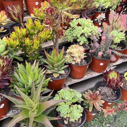 Variety Of Succulents Plants 