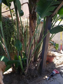 Free Mature Tree