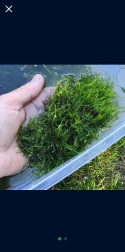 Christmas Moss 