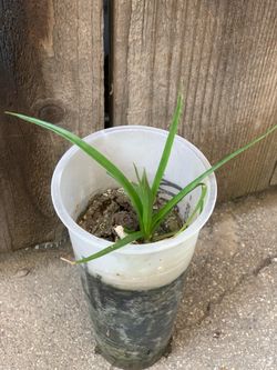 Umbrella Sedge Plant Bush Shrub in Live Plant  Cash only