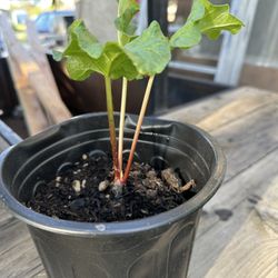 Young Rhubarb 
