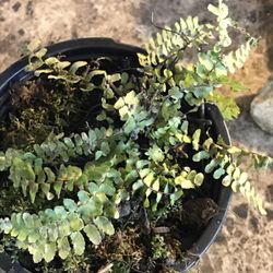 1 Live Spleenwort Fern In Pot