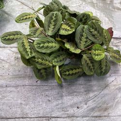 6” Red Maranta 
