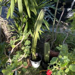 Fruit Green Plants Tall 4-6 Feet Tall 