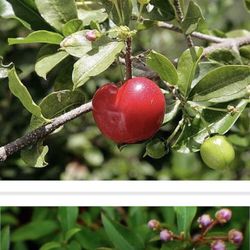 Sweet Southern Cherry Fully Grown Starter Plant In 1 Gallon Pot