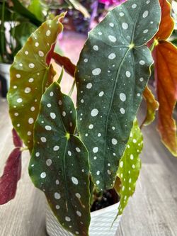 Begonia Maculata Plant cây hoa Thu hải đường thiên thần