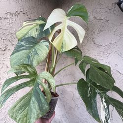 Beautiful Variegated Monstera Jungle Mint NOID