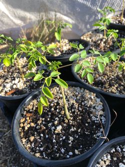 1 gallon moringa plant