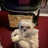 Sadie