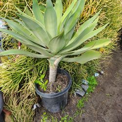 Foxtel Agave Plant