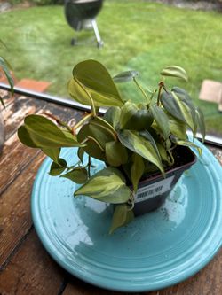 House plant- philo brasil