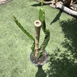 Dragon Fruit Plants 