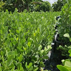 clusias Starting $10 and up Instant Privacy Hedge For Fence Green Full 