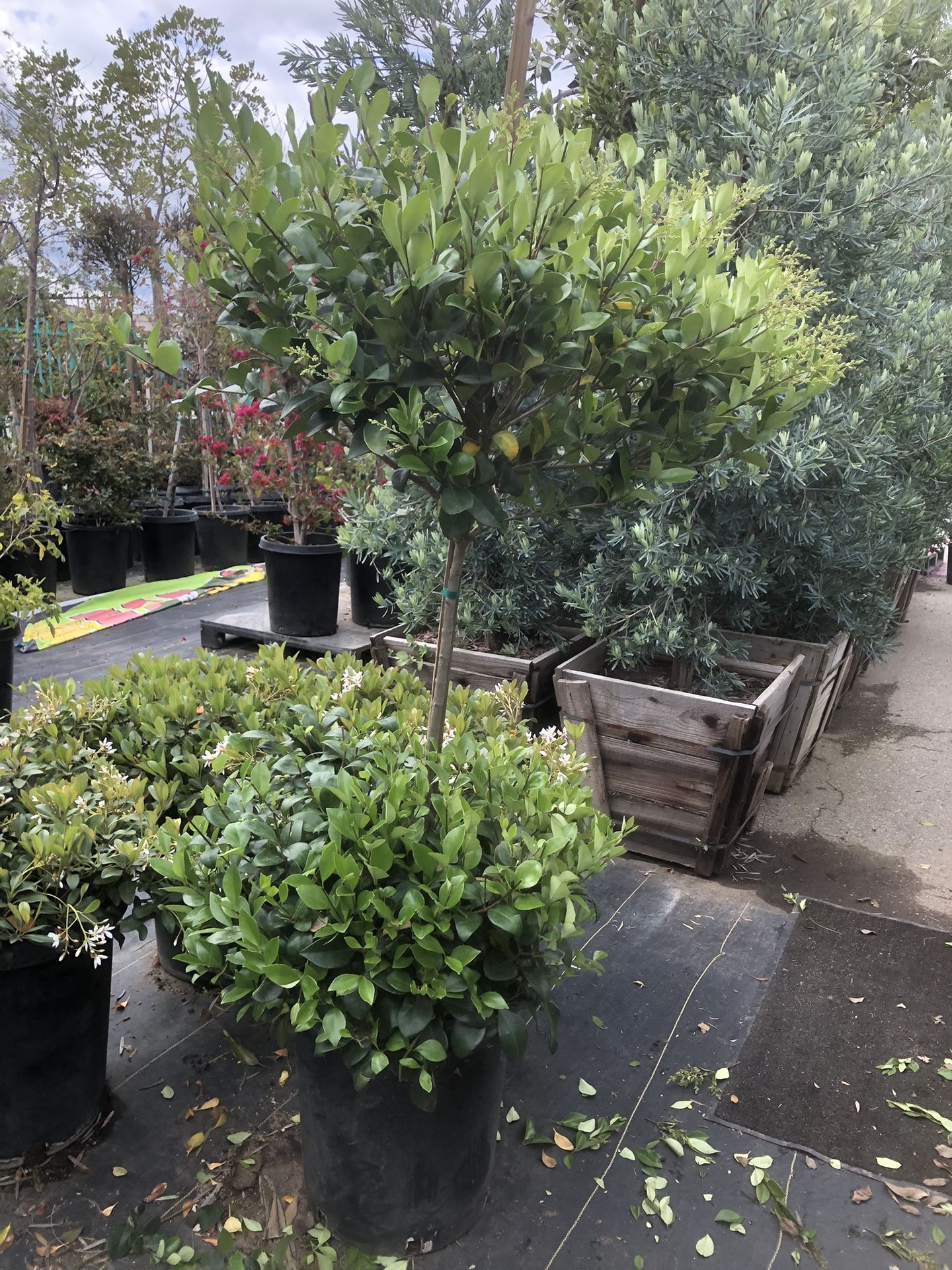 2 Tiers Topiary Bonsai Wax Leaf Privet