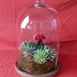 Hand Made Terrariums  W/ Real Plants