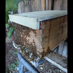 Bee Hive 