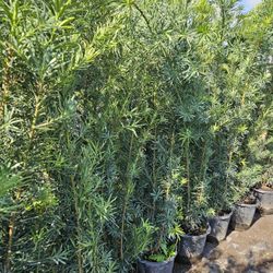 podocarpus  About  6 feet tall Instan Privacy Hedge  all sizes  available 