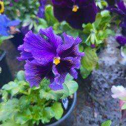 Black And Blue Ruffled Variagated Bicolor Pansy Flower Plants! Perennial Vareity! Several Colors Available! 2026 Plants Are Available!