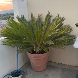 Large Palm