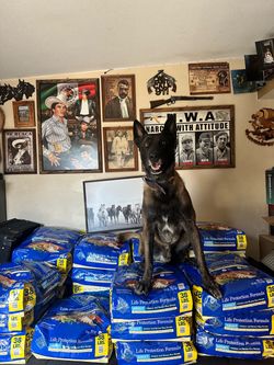 38 lbs Blue Buffalo adult Dog Food