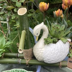 Swan Pot And Succulents 