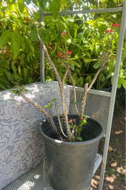 Crown of Thorns plant