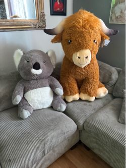 Baby highland cow &  koala