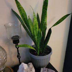 Beautiful Healthy Snake Plant