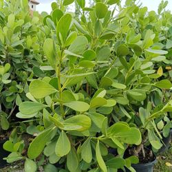 Clusia Privacy Hedge Plants 15gl 5ft $40🏡🏡